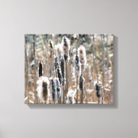 Faded Fluffy Cattails In Spring Nature
