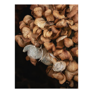 Faded Hydrangea    Photo Print