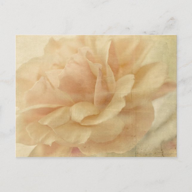 faded rose postcard (Front)