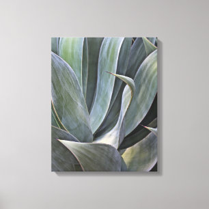 Faded Succulant Detail, 2017 Canvas Print