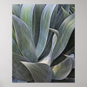 Faded Succulant Detail, 2017 Poster