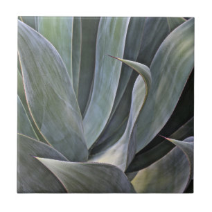Faded Succulant Detail, 2017 Tile