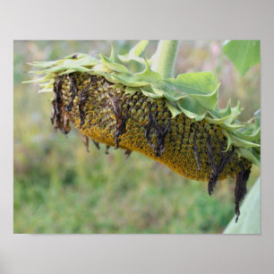Faded Sunflower Close Up Poster