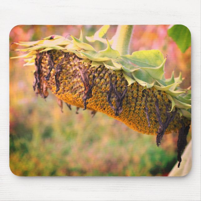 Faded Sunflower Flower  Mouse Mat (Front)