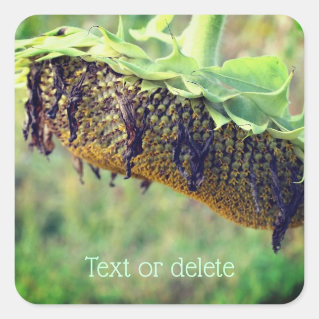 Faded Sunflower Flower Personalised Square Sticker (Front)