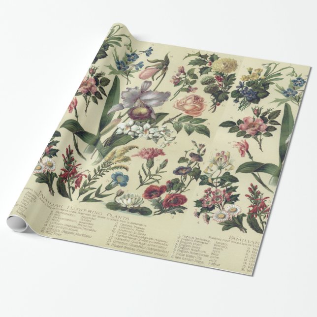 Faded Vintage Flower Botanicals Wrapping Paper (Unrolled)