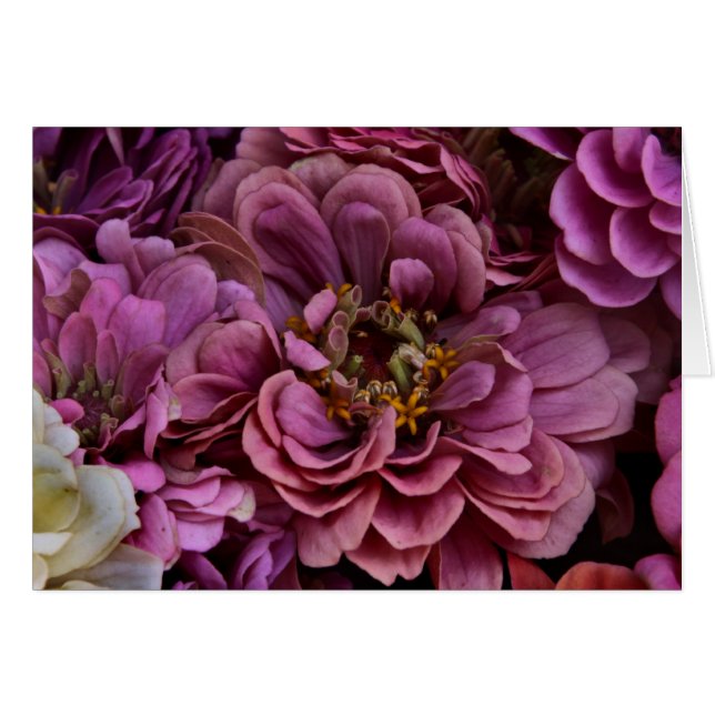 Faded Zinnias (Front Horizontal)