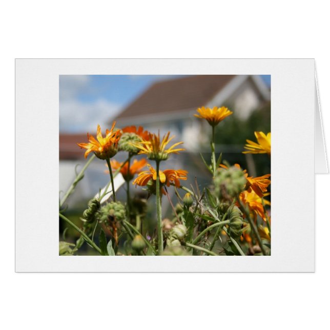 Fading Beauty (Front Horizontal)