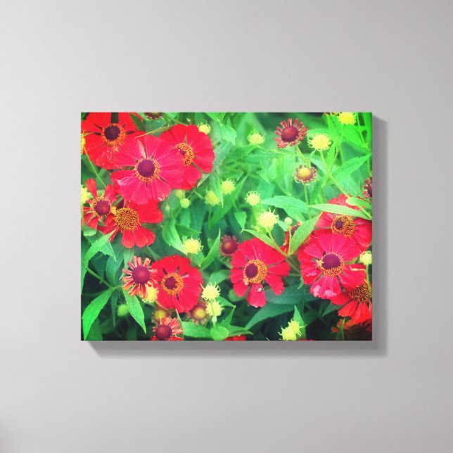 Fading Red Zinnia Flowers Canvas Print (Front)