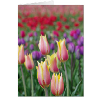 Fading Tulips