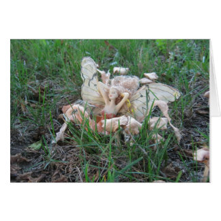 FaerieCard - help a disabled Pagan gentleman!