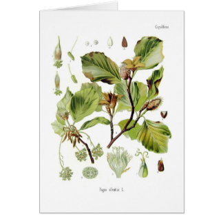 Fagus silvatica (Beech)