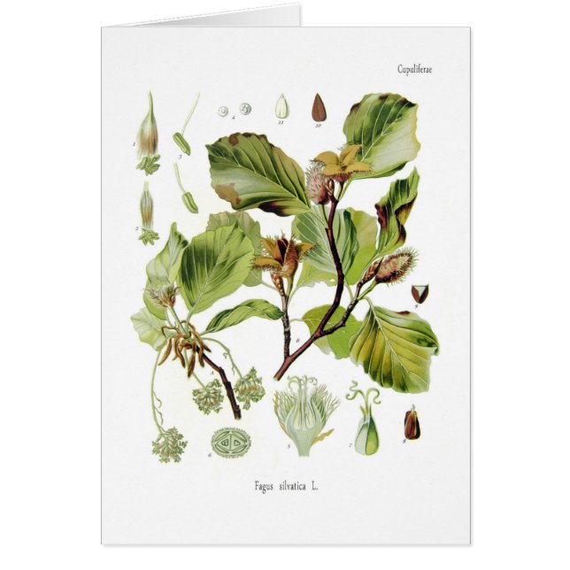 Fagus silvatica (Beech) (Front)