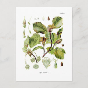 Fagus silvatica (Beech) Postcard