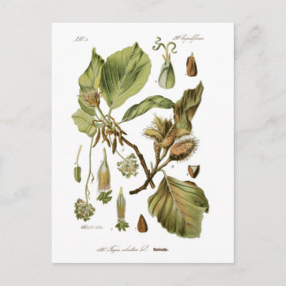 Fagus silvatica (Beech) Postcard