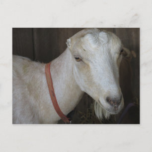 Fair Goat Postcard