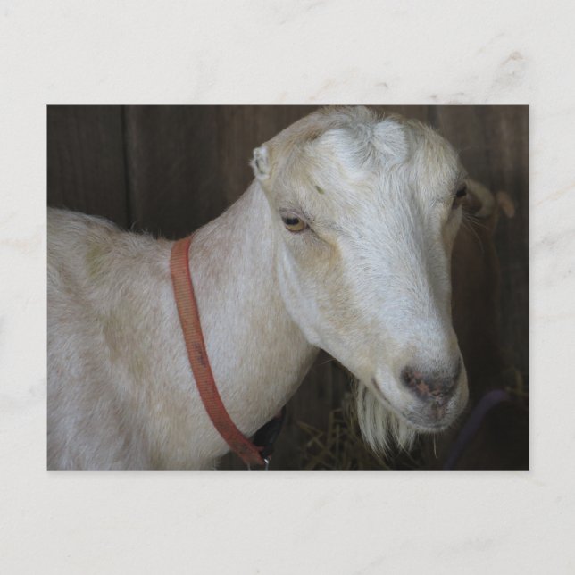 Fair Goat Postcard (Front)