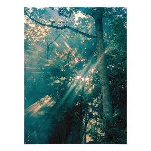 Fairies in the Forest Photo Print