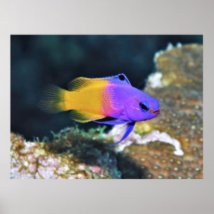 Fairy Basslet Poster