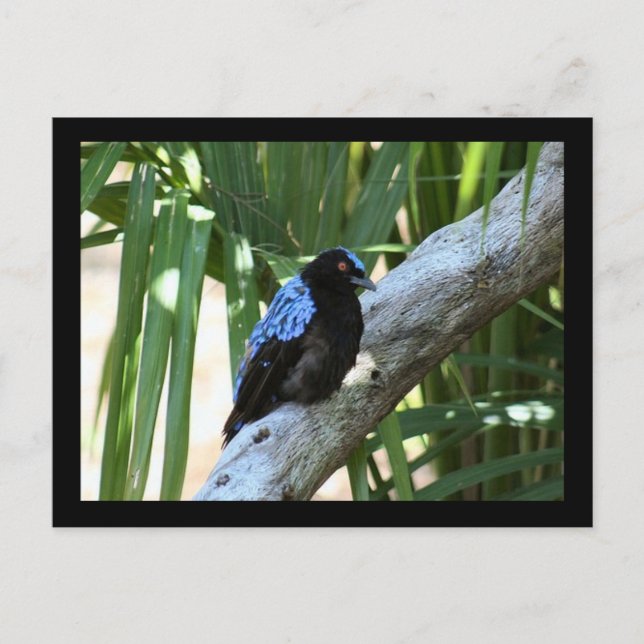 Fairy Bluebird Photo Postcard (Front)