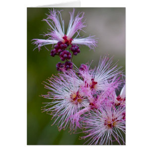 Fairy Duster