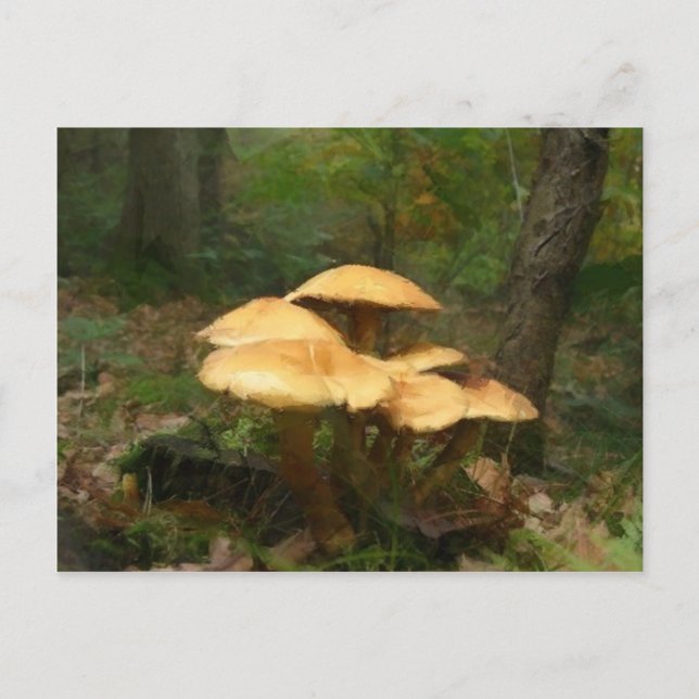 Fairy Mushroom Ring Postcard (Front)