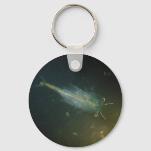 Fairy shrimp key ring