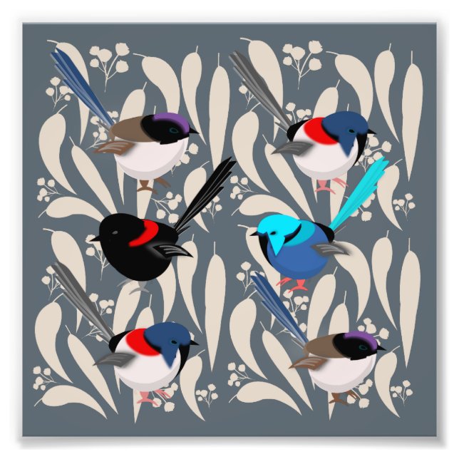 Fairy Wrens Photo Print (Front)