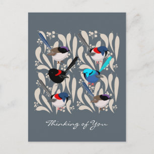 Fairy Wrens Postcard