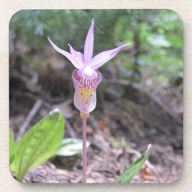 Fairyslipper Orchid Flower Coaster (Front)