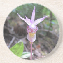 Fairyslipper Orchid Flower