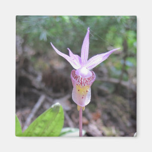 Fairyslipper Orchid Flower Magnet