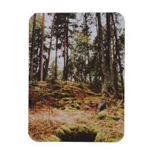 Fairytale forest in the swedish archipelago magnet