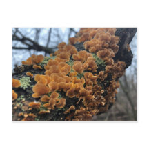 Fairytale Fungus