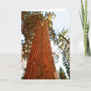 Faithful Couple Sequoia Trees, Yosemite Card