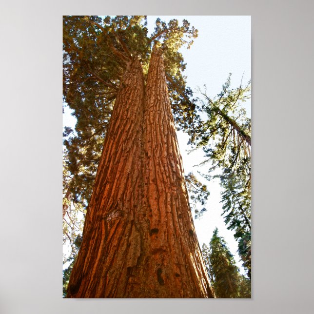 Faithful Couple Sequoia Trees, Yosemite Poster (Front)