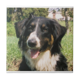 Faithful Finnegan Tile