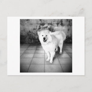 Faithful Love Postcard