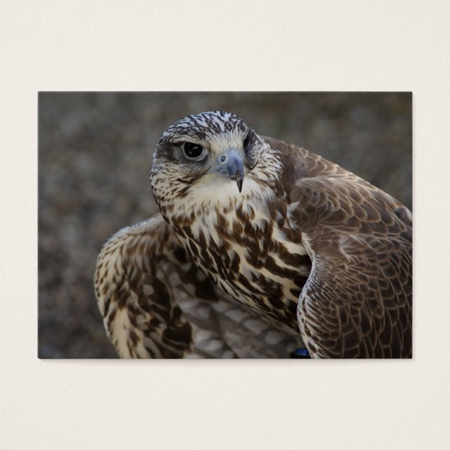 Falco cherrug (Front)