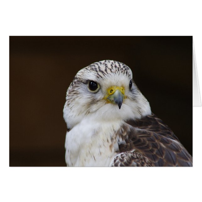 Falco cherrug Portrait (Front Horizontal)