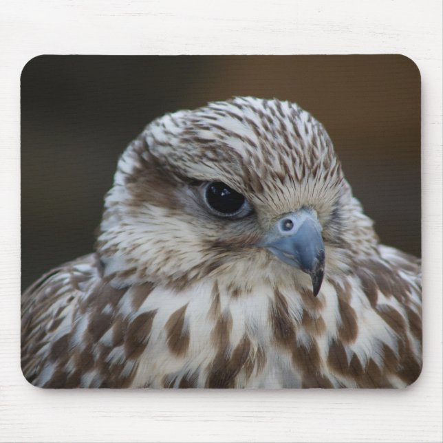 Falco cherrug Portrait Mouse Mat (Front)