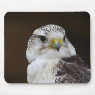 Falco cherrug Portrait Mouse Mat