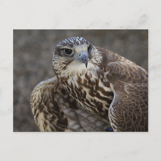 Falco cherrug postcard (Front)