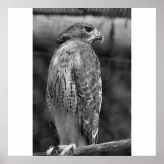 Falcon  B/W Print