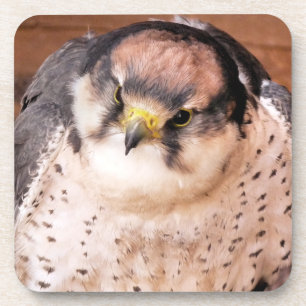 FALCON BIRD OF PREY COASTER