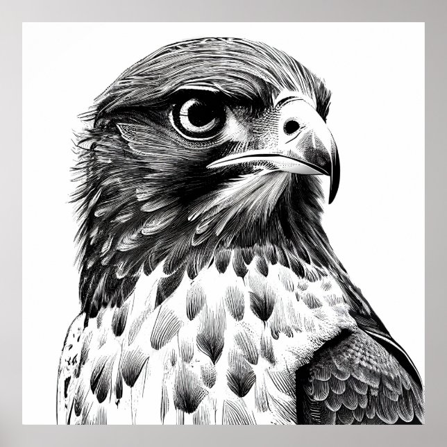 Falcon Bird Wild Nature Animal Illustration Art  Poster (Front)
