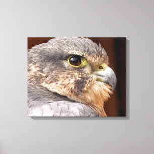 FALCON CANVAS PRINT