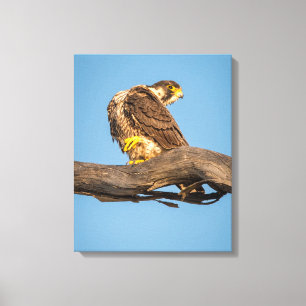 Falcon Canvas Wall Art Wildlife Raptor Print