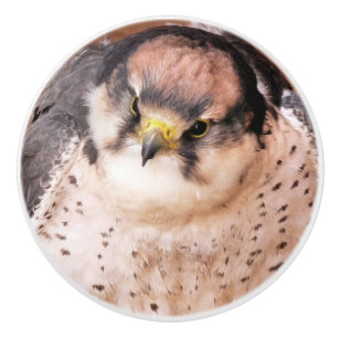 FALCON CERAMIC KNOB