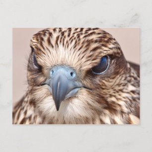 Falcon Close Up Postcard